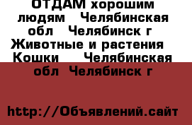 ОТДАМ хорошим людям - Челябинская обл., Челябинск г. Животные и растения » Кошки   . Челябинская обл.,Челябинск г.